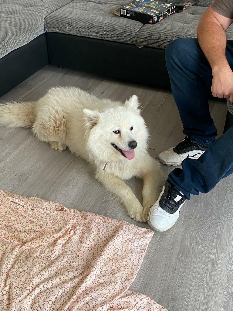 samoyed dog gumtree